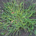 Crabgrass growing in soil