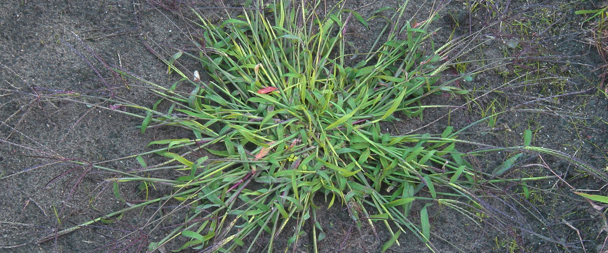 Vigoro Crabgrass Preventer Review | Landscape Method