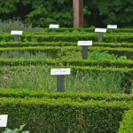 A green herb garden with hedges and labels for each plant