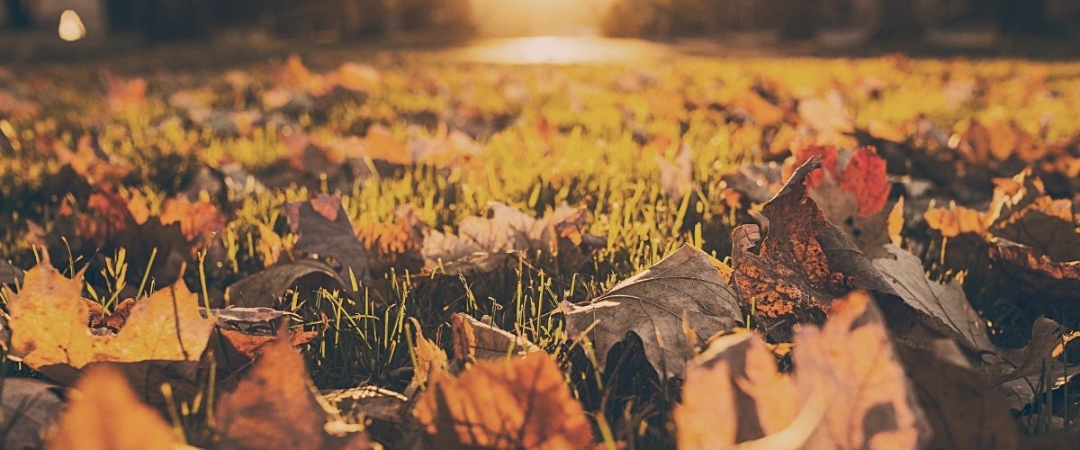 Best Walk Behind Leaf Vacuum Mulcher