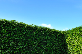 A perfectly trimmed hedge