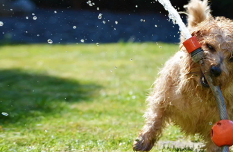 A dog helping remove a stuck garden hose