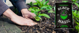 Black Magic Potting Soil Review
