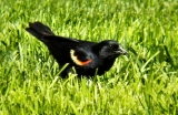 How to Prevent Birds from Eating Grass Seed